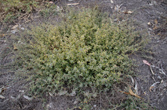 Atriplex semibaccata