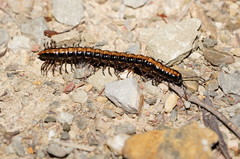 Isocladosoma maculatum