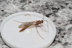Ophion obscuratus