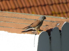Falco tinnunculus
