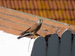 Falco tinnunculus