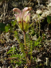 Pedicularis capitata