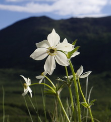 Anemonastrum sibiricum