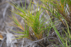 Distichlis distichophylla