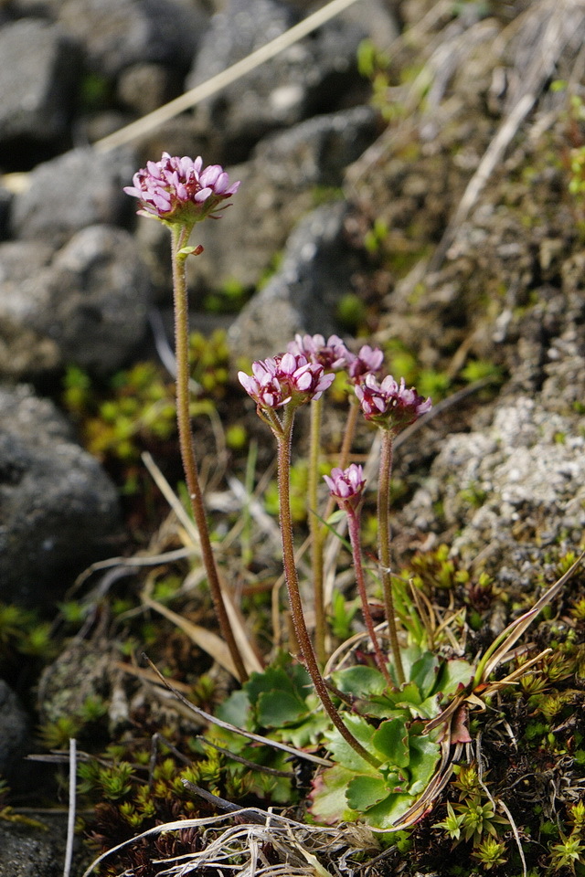Micranthes tenuis