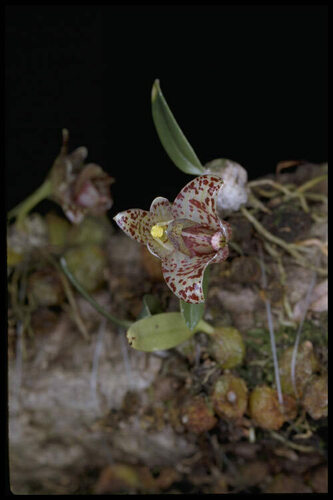 Weinthalii Orchid