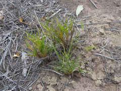 Distichlis distichophylla
