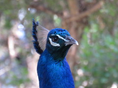 Pavo cristatus
