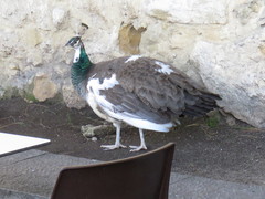Pavo cristatus