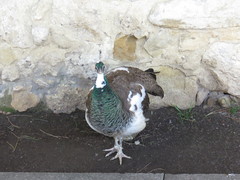 Pavo cristatus