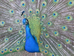 Pavo cristatus