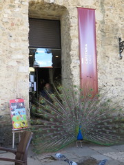Pavo cristatus
