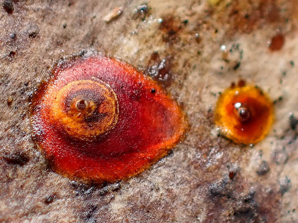 Red Coconut Scale