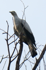 Ducula bicolor