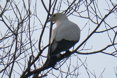Ducula bicolor