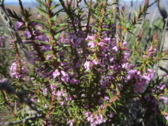 Muraltia juniperifolia