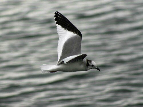 Gaviota de Sabine (Xema sabini)