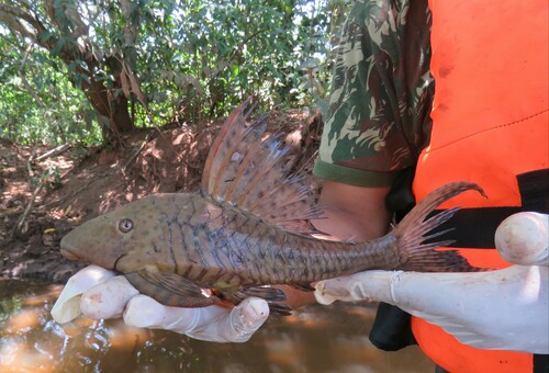 Spoontooth pleco (Hypostomus cochliodon) — Loricariidae — 2