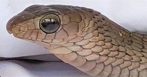 Western Black Tree Snake
