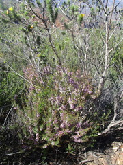 Muraltia juniperifolia