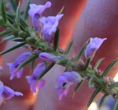 Muraltia juniperifolia