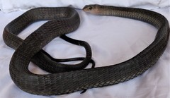 Thrasops occidentalis