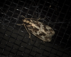 Barea eucapnodes