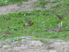 Serinus serinus