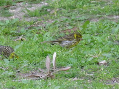 Serinus serinus