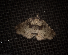 Aroana hemicyclophora