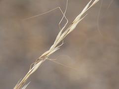 Poaceae