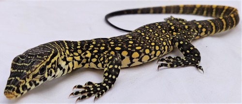 Nile Monitor