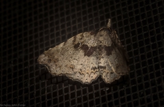 Aroana hemicyclophora