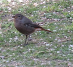 Phoenicurus ochruros