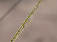 Poaceae