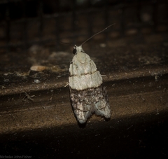 Tracholena sulfurosa