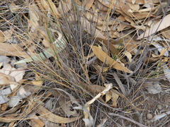 Poaceae