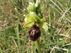 Ophrys sphegodes sphegodes