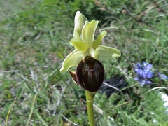 Ophrys sphegodes sphegodes