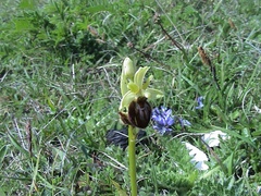 Ophrys sphegodes sphegodes