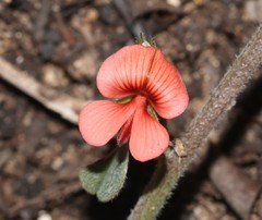 Indigofera sp12