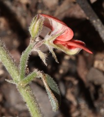 Indigofera sp12