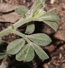 Indigofera sp12