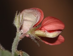 Indigofera sp12