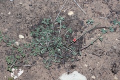 Indigofera sp12