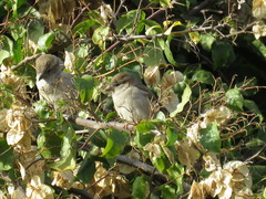 Passer domesticus