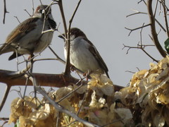 Passer domesticus