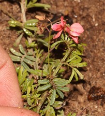 Indigofera stricta