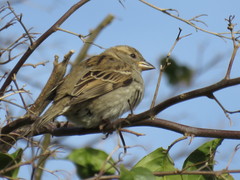 Passer domesticus