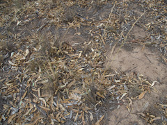 Poaceae